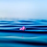 pink petal on body of water