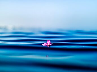 pink petal on body of water